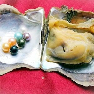 Pearl necklace kit,  Vacuum pack oyster, Different color pearls inside shell(6-11 Pearls in each)with random necklace jewelry cage for pearl