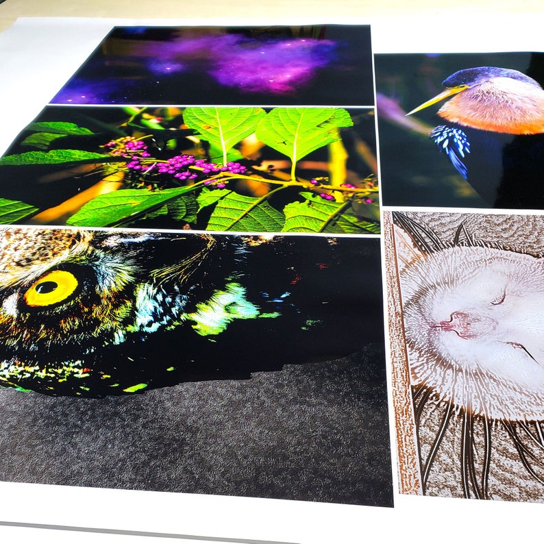 May include: A collage of six images featuring a close-up of an owl's eye, a nebula in space, a green leafy plant with purple berries, a bird with blue and orange feathers, a sleeping white cat, and a textured brown surface.