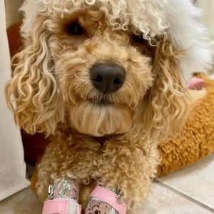 Dog Boots That Stay On – Waterproof Non-Slip Dog Shoes, Pink Camo Paw Protection Booties (Set of 4, XXS-L) image 5