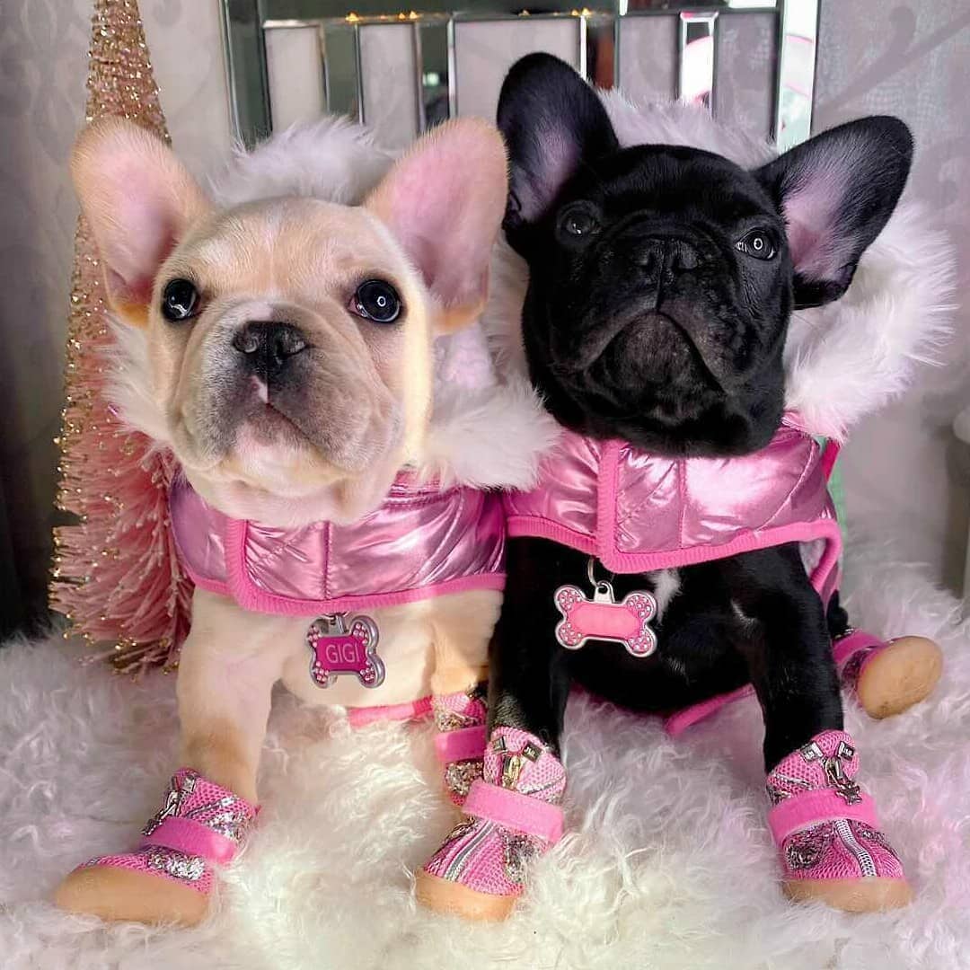 Pink dog hotsell coats winter