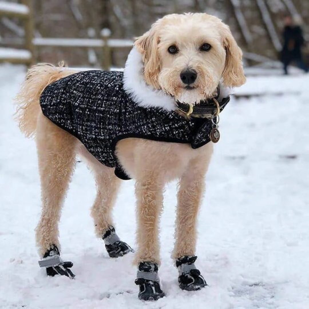 Dog Winter Coat Black Dog Clothes Winter Jacket With Polar Fleece