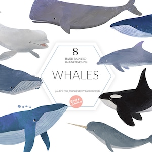 Ilustrado Baleia Clipart Aquarela Whimsical Orca Beluga Narwhale Golfinho Jubarte Planejador Adesivos Tecido Pôster PNG POD Suprimentos