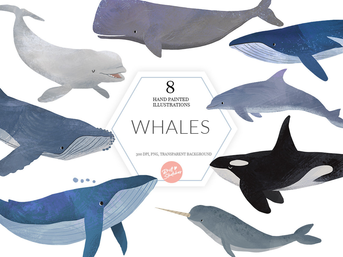 正規品オラクルカード】水彩画の美麗イラスト✨イルカやクジラに会える