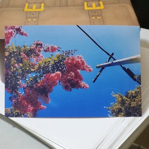 Fotografía de un árbol en flor de color rosa firmada por el artista (más obsequio)