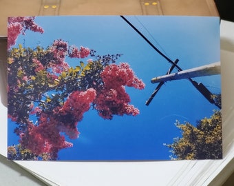 Fotografía de flores de árbol rosa firmadas por el artista (más obsequio)