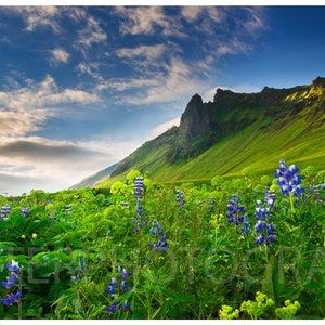 Iceland Lupins