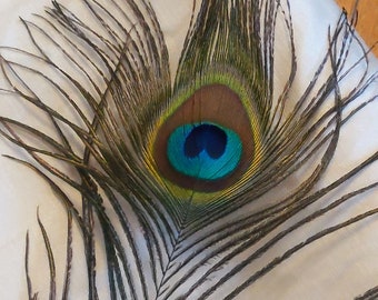 Peacock feathers