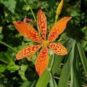 Brombeerliliensamen - Iris heimischa - Leopardenblume Belamcanda Sie Gan Hardy Schmetterlingspflanze Laubgrüne Mehrjährige Blumensamen 25/50/100