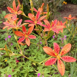 Blackberry Lily Seeds - Iris domestica - Leopard Flower Belamcanda She Gan Hardy Butterfly Plant Deciduous Perennial Flower Seeds 25/50/100