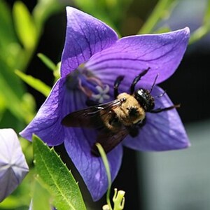 100 Balloon Flower Seeds - Platycodon grandiflorus - Chinese Bellflower TCM Herb Seeds Medicinal Apothecary Beneficial Perennial Flowers
