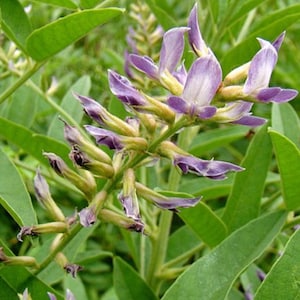 250 Licorice Root Seeds - Glycyrrhiza glabra - Gan Cao TCM Herb Edible Medicinal Pagan Apothecary Perennial Purple Flower Planting Seeds