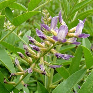 100 Licorice Root Seeds - Glycyrrhiza glabra - Gan Cao TCM Herb Edible Medicinal Pagan Apothecary Perennial Purple Flower Planting Seeds