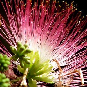 50 Persian Silk Tree Seeds - Albizia julibrissin - Bonsai-Suitable Flowering Ornamental Landscape Non-GMO Seeds Pom Pom Tree Planting Seeds
