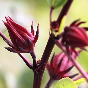 100 Roselle Seeds - Hibiscus sabdariffa - Rosella Red Jamaican Sorrel Florida Cranberry Medicinal Herb Perennial Hibiscus Flower Shrub Seeds