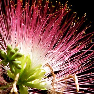 Persian Silk Tree Seeds - Albizia julibrissin - Bonsai-Suitable Flowering Ornamental Landscape Non-GMO Seeds - 10, 25, or 50 seeds