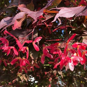 Red Japanese Maple Tree Seeds - Acer palmatum &#39;Atropurpureum&#39; - Palmate Tree - Hardy Ornamental Landscaping Non-GMO - 25, 50 or 100 seeds