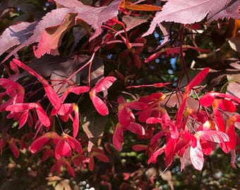 small japanese maple tree