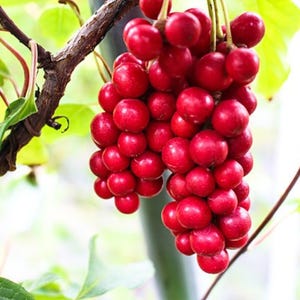 Schisandra Seeds - Schisandra chinensis - Magnolia Berry Vine Five-Flavor Fruit TCM Herb Medicinal Apothecary Perennial - 15/30/50 Seeds