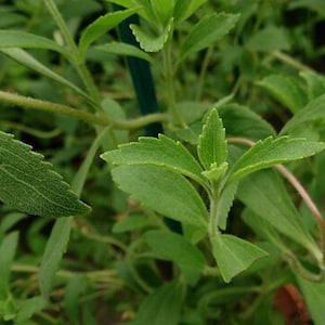 50 Stevia Plant Seeds - Stevia rebaudiana - Sweet Leaf Sugar Substitute TCM Herb Edible Medicinal Annual Apothecary - Non-GMO Planting Seeds