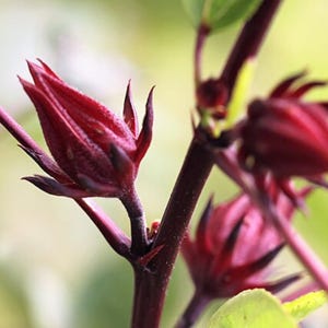 50 Roselle Seeds - Hibiscus sabdariffa - Rosella Red Jamaican Sorrel Florida Cranberry Medicinal Herb Perennial Hibiscus Flower Shrub Seeds