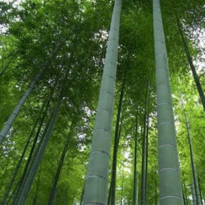 200 MOSO-bamboezaden - Phyllostachys edulis - Winterharde landschapsarchitectuur Bamboe privacyscherm Zaden binnen en buiten planten
