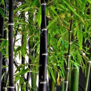 100 ZWARTE bamboezaden - Phyllostachys nigra - Winterharde landschapsarchitectuur Privacyscherm Sierrand Binnen Buiten Bamboezaden voor opplant