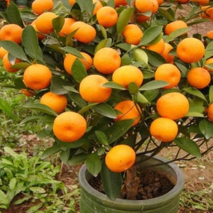 Mandarin Orange Tree Seeds - Citrus reticulata &#39;Blanco&#39; - Ornamental Indoor Outdoor Healthy Medicinal Apothecary Fruit - 10, 20 or 40 seeds