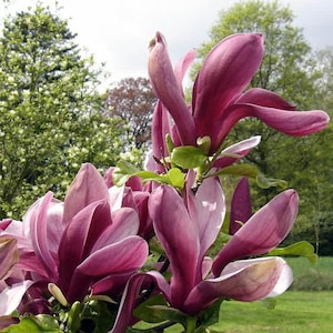25 Purple Lily Magnolia Seeds - Magnolia lilliflora &#39;Nigra&#39; Mulan Woody Orchid TCM Herb Deciduous Flowering Shrub - Seeds for Planting