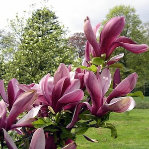 10 Purple Lily Magnolia Seeds - Magnolia lilliflora &#39;Nigra&#39; Mulan Woody Orchid TCM Herb Deciduous Flowering Shrub - Seeds for Planting