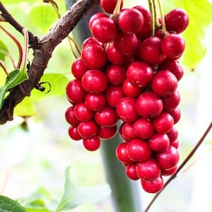10 Jujube Samen - Ziziphus jujuba - Chinesische Rote Datum TCM Kraut Da Zao essbare Obstbaum Medizin Apotheker Laubgrün Ziergarten