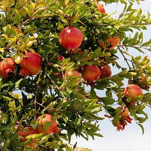 Pomegranate Seeds - Punica granatum - Granate Apple Shrub Seeds - TCM Drought Tolerant Deciduous or Evergreen Fruit Tree Planting Seeds