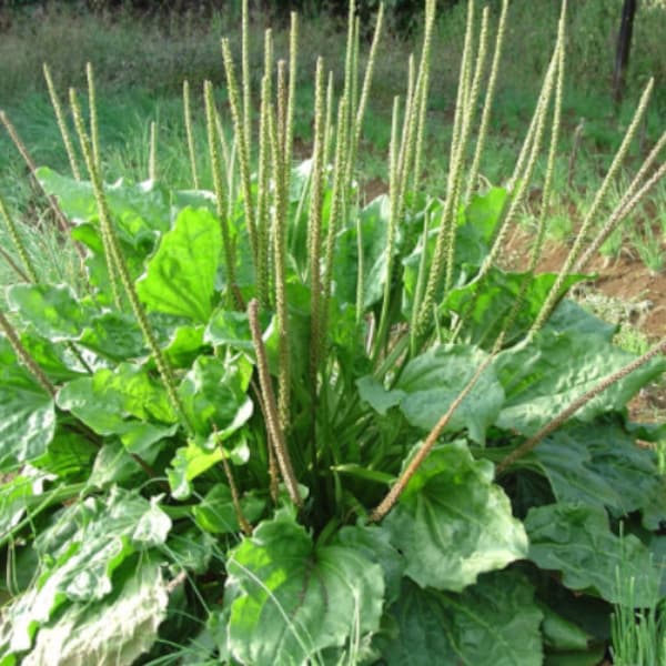 200 Greater Plantain Seeds - Plantago major - Broadleaf Plantain - Flowering Herbaceous Perennial Medicinal Apothecary Herb Survival Plant