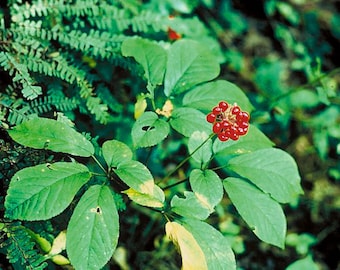 Asian Ginseng Seeds - Panax Ginseng - Wild Stratified Chinese Ren Shen Ready to Plant Korean Mountain Herbaceous Perennial - 25/50/75 seeds