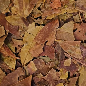 Wintergreen Leaf - Gaultheria procumbens - Organic Natural Dried Leaf Soapmaking Candles Crafts Medicinal Tea Apothecary Wicca Incense
