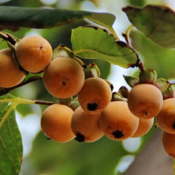 Date Plum Persimmon Seeds - Diospyros lotus - Lilac Persimmon Caucasian Persimmon Fruit Tree Seeds TCM Medicinal Deciduous Tree - 10/15/25