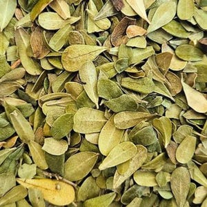 Bearberry Uva Ursi - Arctostaphylos uva-ursi - Dried Herb Leaf Kinnickinnick Hog Cranberry / Natural Organic Medicinal Beneficial Apothecary