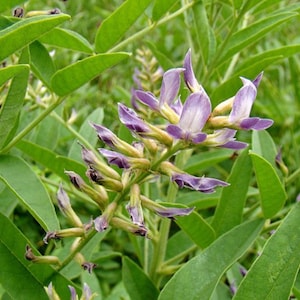 500 Licorice Root Seeds - Glycyrrhiza glabra - Gan Cao TCM Herb Edible Medicinal Pagan Apothecary Perennial Purple Flower Planting Seeds