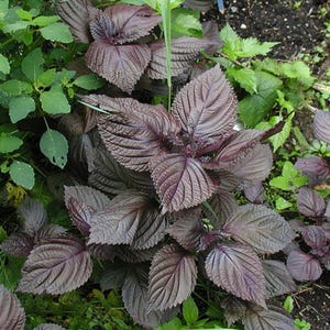 300 Perilla Seeds - Perilla frutescens 'Crispa' - Red Shiso Beefsteak Medicinal Apothecary Garden Annual Herb / or Perennial Landscaping