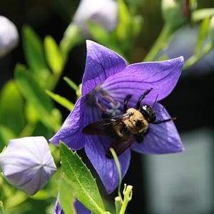 Balloon Flower Seeds - Platycodon grandiflorus - Chinese Bellflower TCM Herb Seeds Medicinal Apothecary Perennial - 100, 200, or 300 Seeds