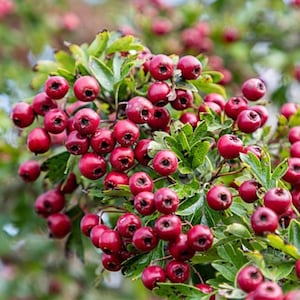 15 Jujube Samen - Ziziphus jujuba - Chinesische Rote Datum TCM Kraut Da Zao Essbare Obstbaum Medizin Apotheker Laubgrün Ziergarten