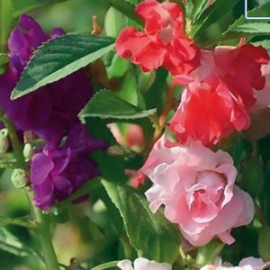 Garden Balsam Seeds - Impatiens balsamina - Touch-Me-Not Flower Rose Balsam Sultan Snapweed Medicinal Annual Flower - 50, 100, 200 seeds
