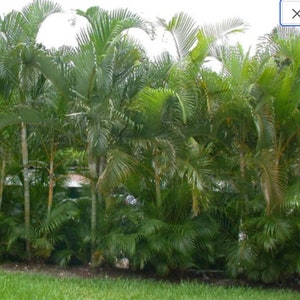 10 Areca Butterfly Palm Tree Seeds - Dypsis lutescens - Bamboo Palm Tree Yellow Cane Indoor Houseplant Ornamental Evergreen Perennial Seeds