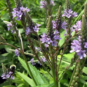 200 ijzerhardzaden - Verbena officinalis - gewone ijzerhard heilige kruid tovenaarskruid geneeskrachtige, onderhoudsarme vaste plant paarse bloemzaden