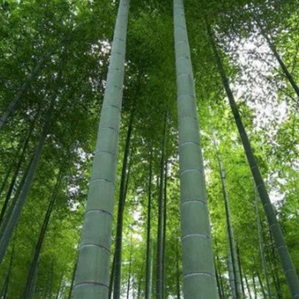 MOSO Bamboo Seeds - Phyllostachys edulis - Hardy Landscaping Privacy Screen Bamboo Planting Seeds Indoor / Outdoor - 100, 200, or 400 seeds