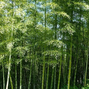 400 MOSO Bamboo Seeds - Phyllostachys edulis - Hardy Landscaping Bamboo Privacy Screen Planting Seeds Indoor / Outdoor Ornamental Evergreen