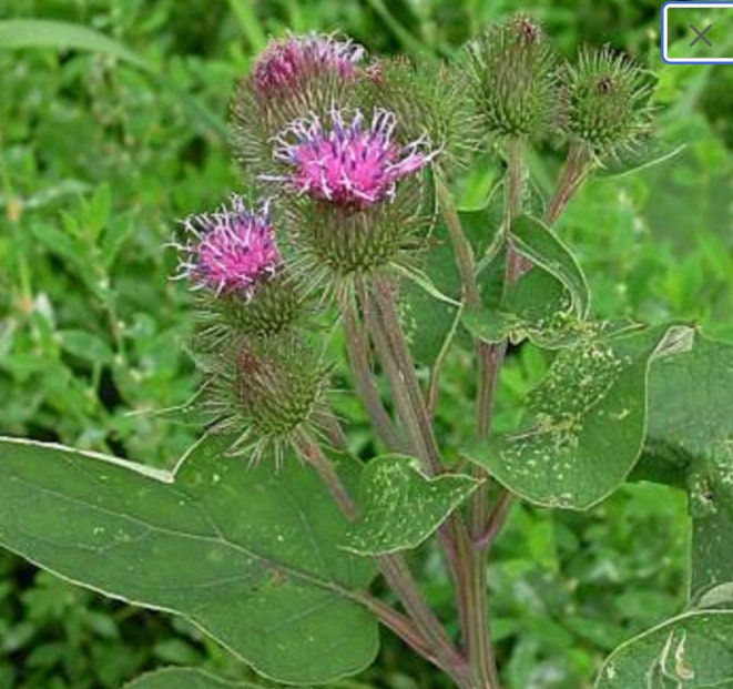 Burdock Seeds 30 Seeds - Arctium Lappa 'Takinogawa Long' Burdock (Gobo) -  Medicinal & Culinary Herb 30 Gobo Burdock Seeds O'Neill Seeds