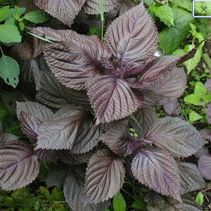 Perilla Seeds - Perilla frutescens 'Crispa' - Red Shiso Beefsteak Medicinal Apothecary Herb Garden Annual / Perennial - 100, 200, 300 seeds