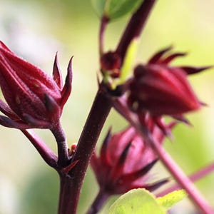 Roselle Seeds - Hibiscus sabdariffa - Rosella Red Jamaican Sorrel Florida Cranberry Medicinal Herb Perennial Flower Shrub 25/50/100 Seeds