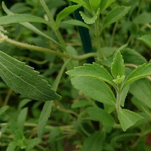 200 Stevia Plant Seeds - Stevia rebaudiana - Sweet Leaf Sugar Substitute TCM Herb Edible Medicinal Annual Apothecary - Non-GMO PlantingSeeds