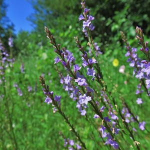 300 ijzerhardzaden - Verbena officinalis - Vervain heilige wort tovenaarskruid geneeskrachtig, onderhoudsarm, overblijvende paarse bloemzaden